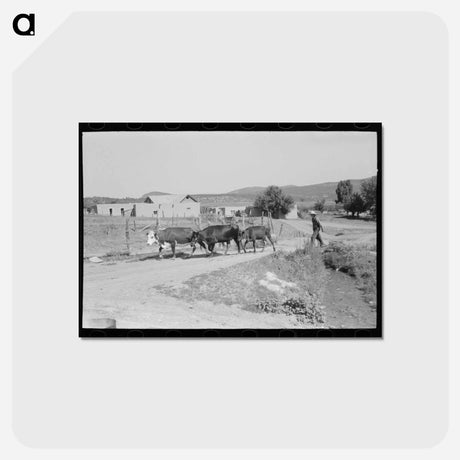 アートポストカード-Tending Cows, Chamisal
 - ラッセル リー Postcard.