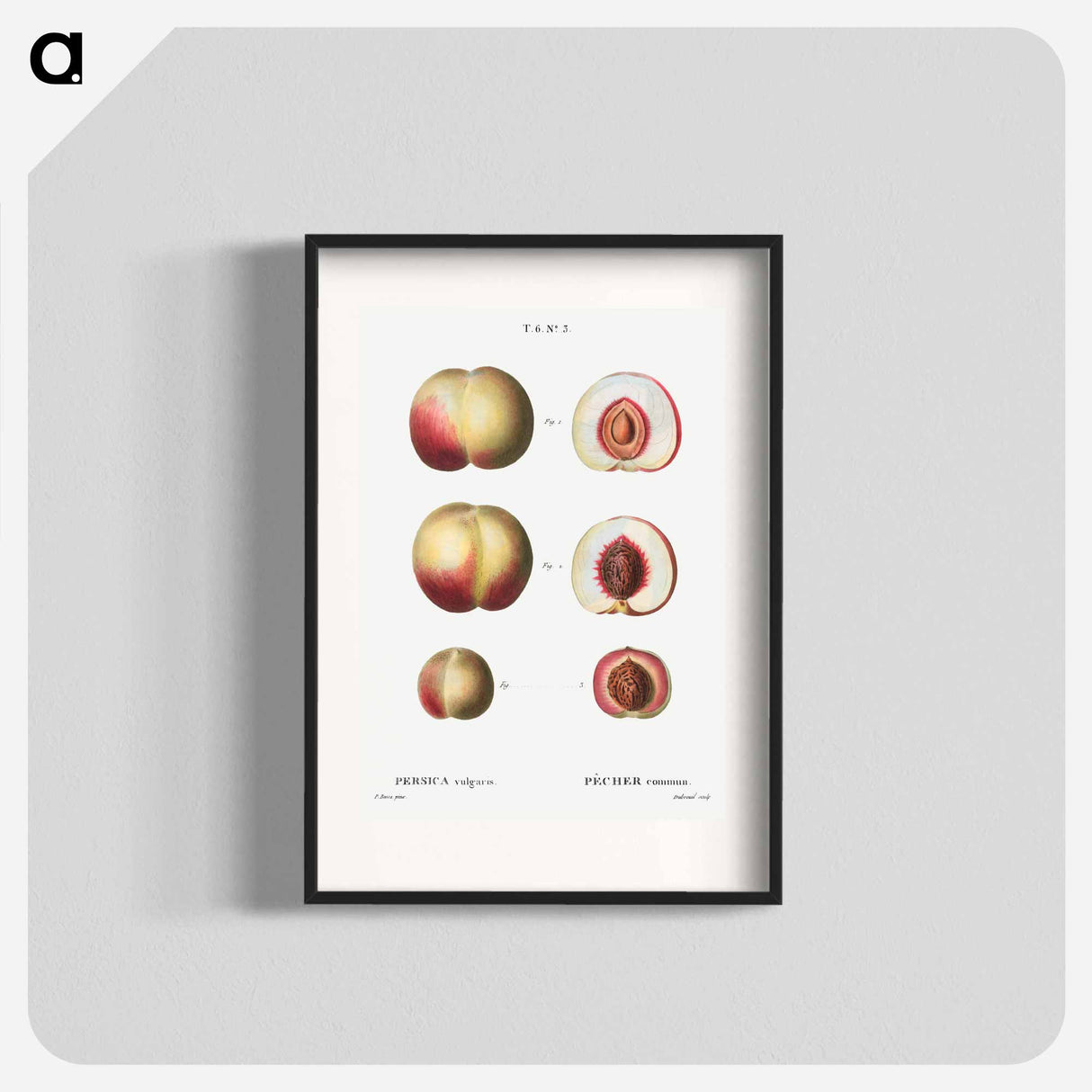 Peaches - Pierre Joseph Redouté Poster.