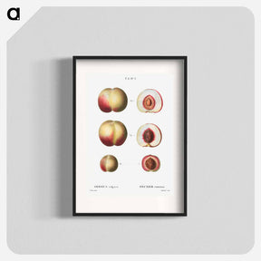アートポスター-Peaches - ピエール ジョゼフ ルドゥーテ Poster.