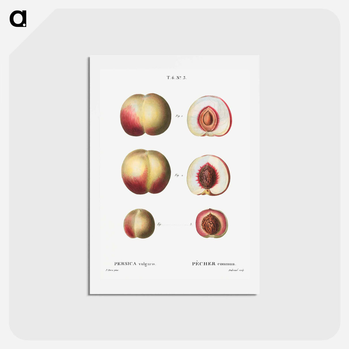 アートポストカード-Peaches - ピエール ジョゼフ ルドゥーテ Postcard.