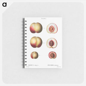 アートメモ帳-Peaches - ピエール ジョゼフ ルドゥーテ Memo.