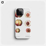 Peaches - Pierre Joseph Redouté Phone Case.