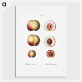 Peaches - Pierre Joseph Redouté Poster.