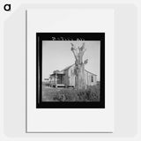 Plantation cabin of sharecropper - Dorothea Lange Poster.