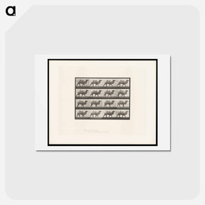 アートポストカード-Camel Walking
 - エドワード マイブリッジ Postcard.
