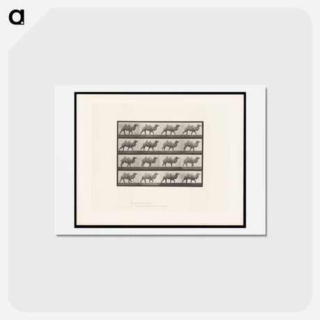 アートポストカード-Camel Walking
 - エドワード マイブリッジ Postcard.