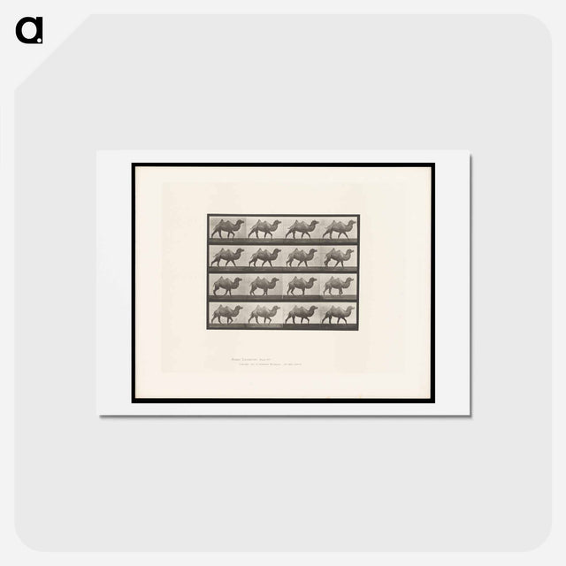 アートポストカード-Camel Walking
 - エドワード マイブリッジ Postcard.