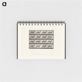 アートメモ帳-Camel Walking
 - エドワード マイブリッジ Memo.