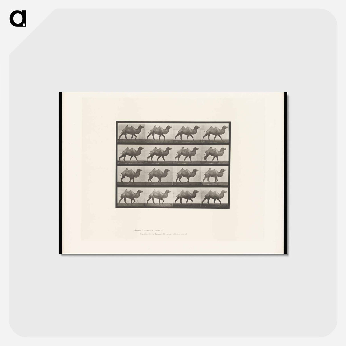 アートポストカード-Camel Walking
 - エドワード マイブリッジ Postcard.