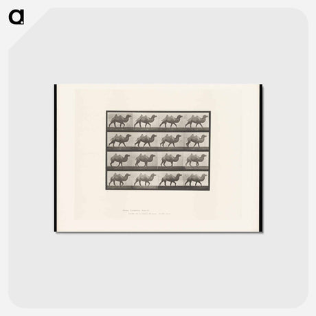 アートポストカード-Camel Walking
 - エドワード マイブリッジ Postcard.