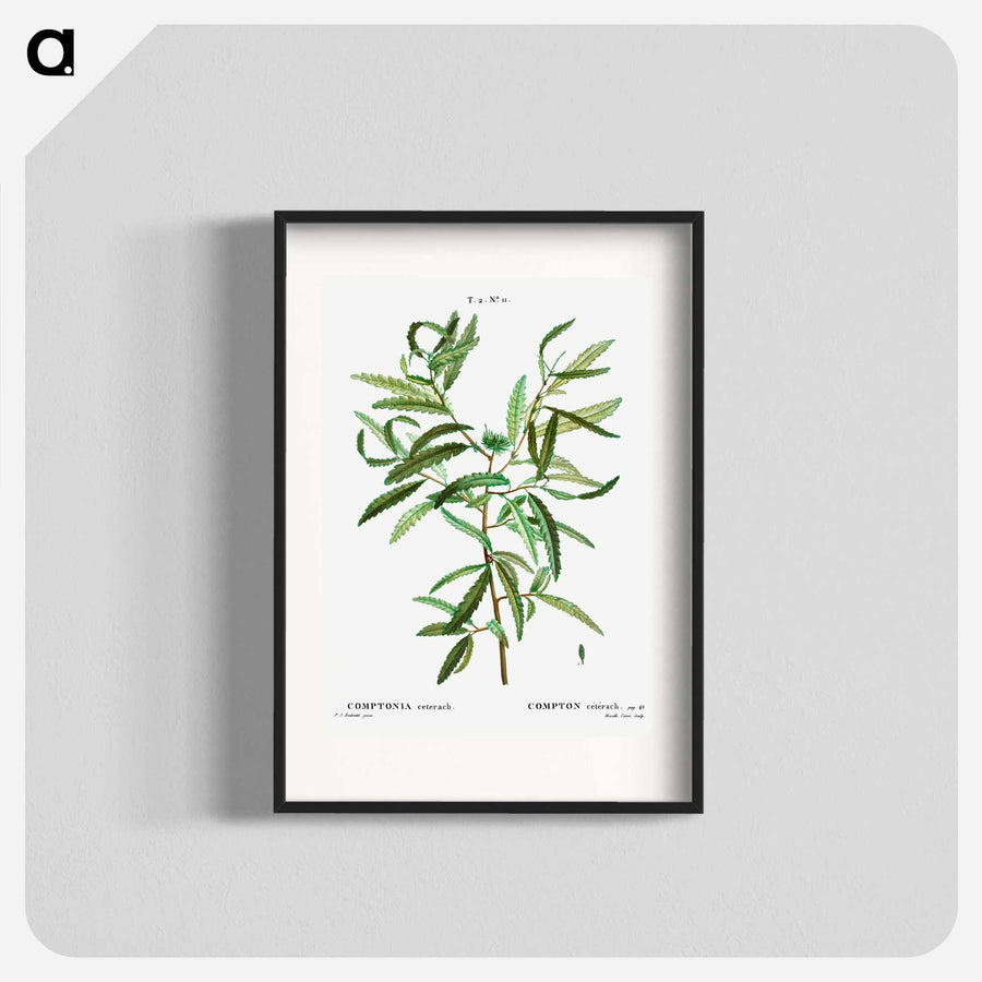 シダの葉を描いたボタニカルアート