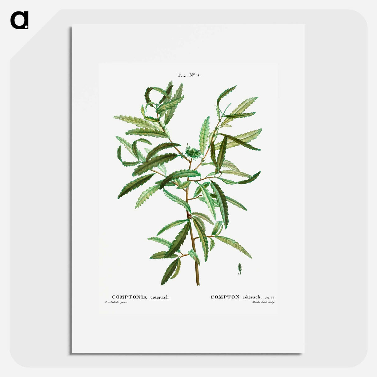 Comptonia ceterach - Pierre Joseph Redouté Poster.