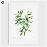 Comptonia ceterach - Pierre Joseph Redouté Poster.