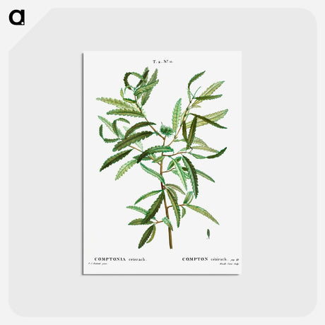 アートポストカード-Comptonia ceterach - ピエール ジョゼフ ルドゥーテ Postcard.