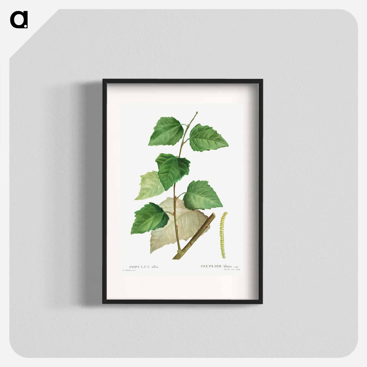 White poplar - Pierre Joseph Redouté Poster.