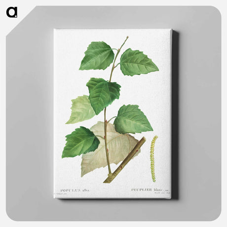アートパネル-White poplar - ピエール ジョゼフ ルドゥーテ Canvas.