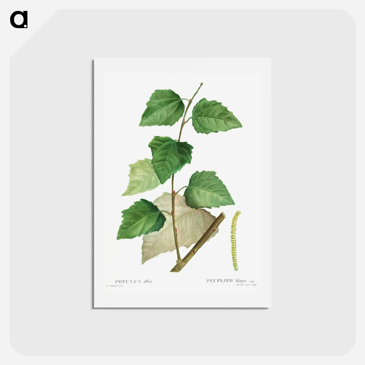 アートポストカード-White poplar - ピエール ジョゼフ ルドゥーテ Postcard.
