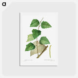 アートポストカード-White poplar - ピエール ジョゼフ ルドゥーテ Postcard.