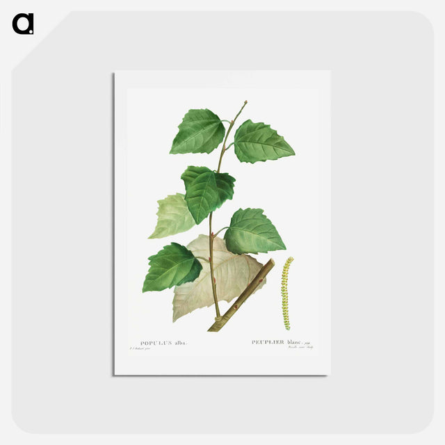 アートポストカード-White poplar - ピエール ジョゼフ ルドゥーテ Postcard.