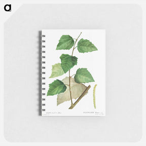 アートメモ帳-White poplar - ピエール ジョゼフ ルドゥーテ Memo.