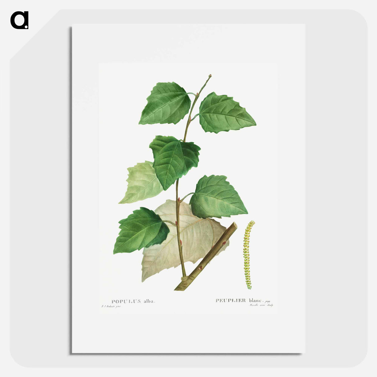 White poplar - Pierre Joseph Redouté Poster.