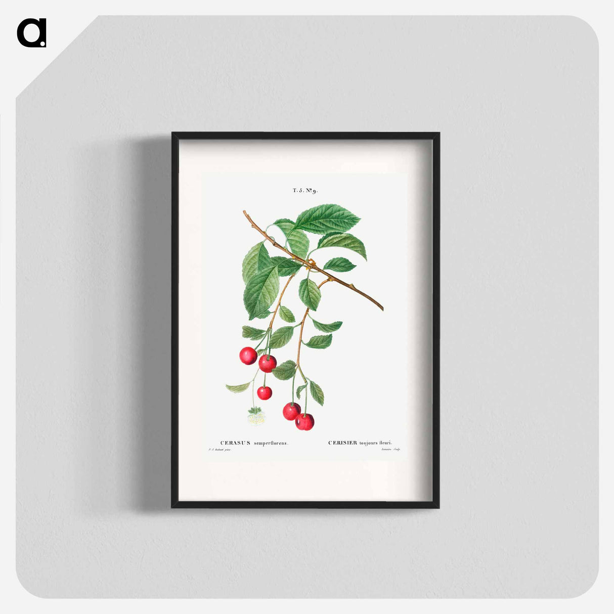 Cherry, Cerasus - Pierre Joseph Redouté Poster.