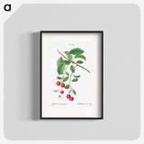 Cherry, Cerasus - Pierre Joseph Redouté Poster.