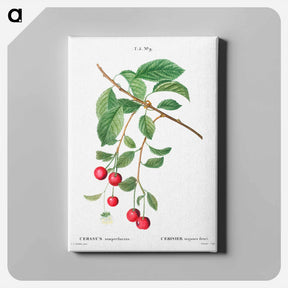 アートパネル-Cherry, Cerasus - ピエール ジョゼフ ルドゥーテ Canvas.
