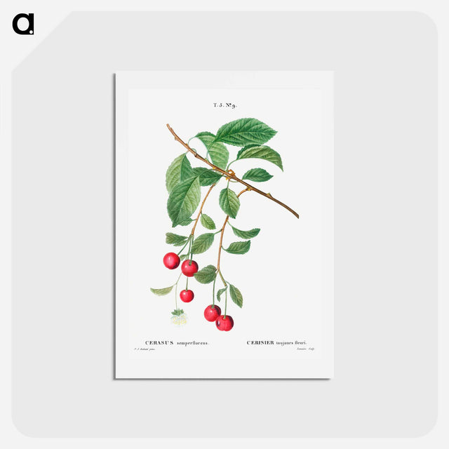 アートポストカード-Cherry, Cerasus - ピエール ジョゼフ ルドゥーテ Postcard.