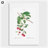 Cherry, Cerasus - Pierre Joseph Redouté Poster.