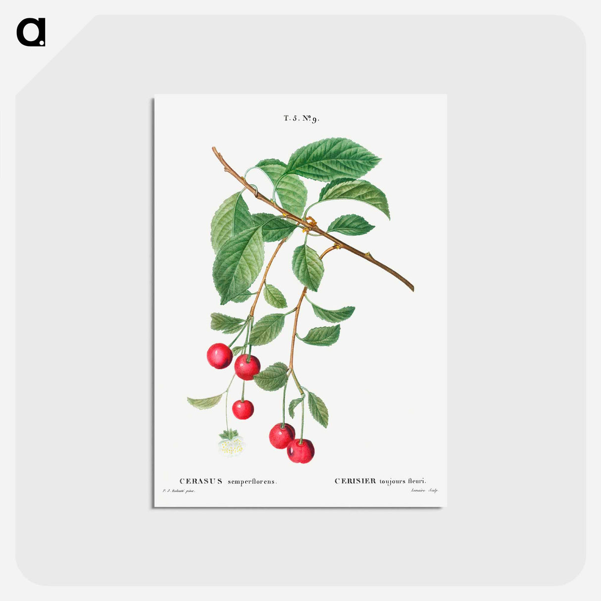 アートポストカード-Cherry, Cerasus - ピエール ジョゼフ ルドゥーテ Postcard.