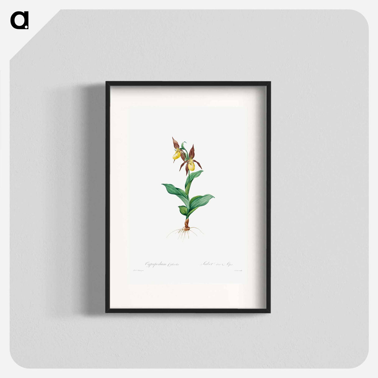 Cypripedium Calceolus - Pierre-Joseph Redouté Poster.