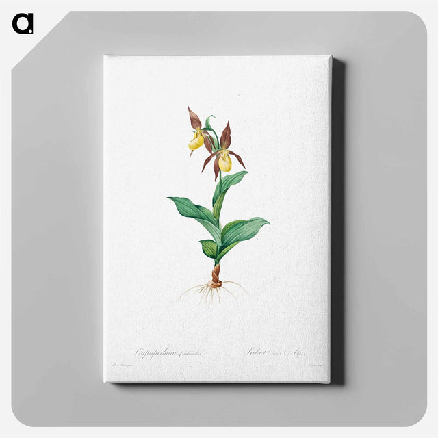 アートパネル-Cypripedium Calceolus - ピエール ジョゼフ ルドゥーテ Canvas.