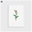アートポストカード-Cypripedium Calceolus - ピエール ジョゼフ ルドゥーテ Postcard.