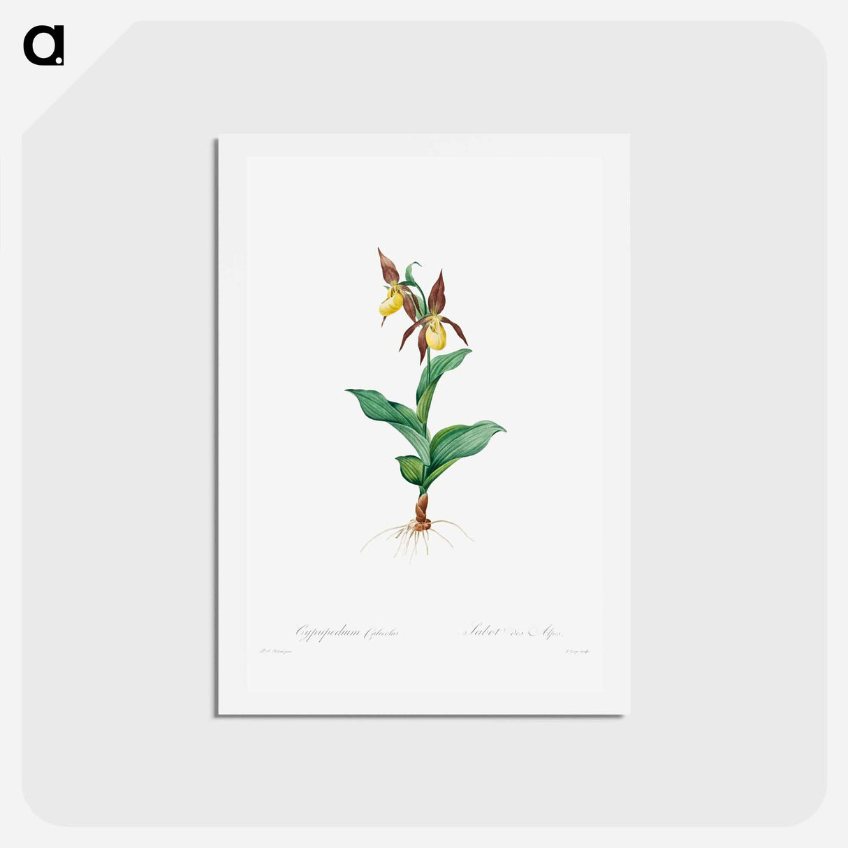 アートポストカード-Cypripedium Calceolus - ピエール ジョゼフ ルドゥーテ Postcard.