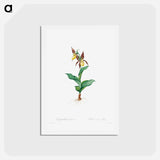アートポストカード-Cypripedium Calceolus - ピエール ジョゼフ ルドゥーテ Postcard.