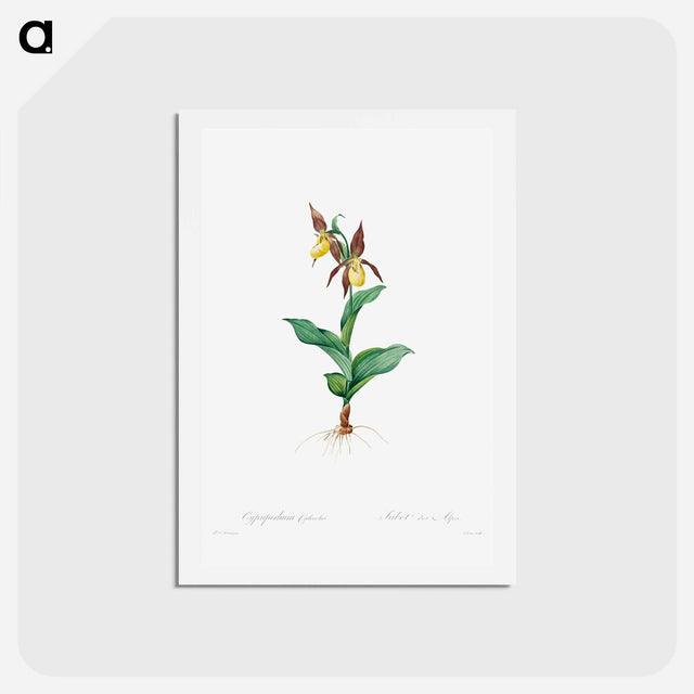 アートポストカード-Cypripedium Calceolus - ピエール ジョゼフ ルドゥーテ Postcard.