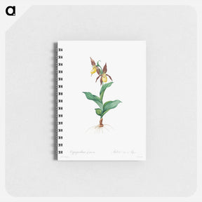 アートメモ帳-Cypripedium Calceolus - ピエール ジョゼフ ルドゥーテ Memo.