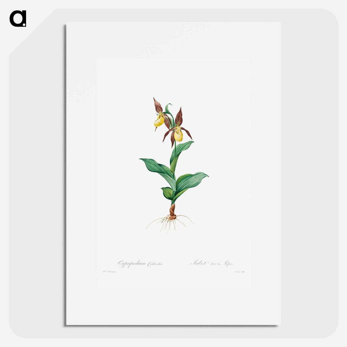 Cypripedium Calceolus - ピエール ジョゼフ ルドゥーテ Poster.