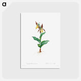 アートポストカード-Cypripedium Calceolus - ピエール ジョゼフ ルドゥーテ Postcard.