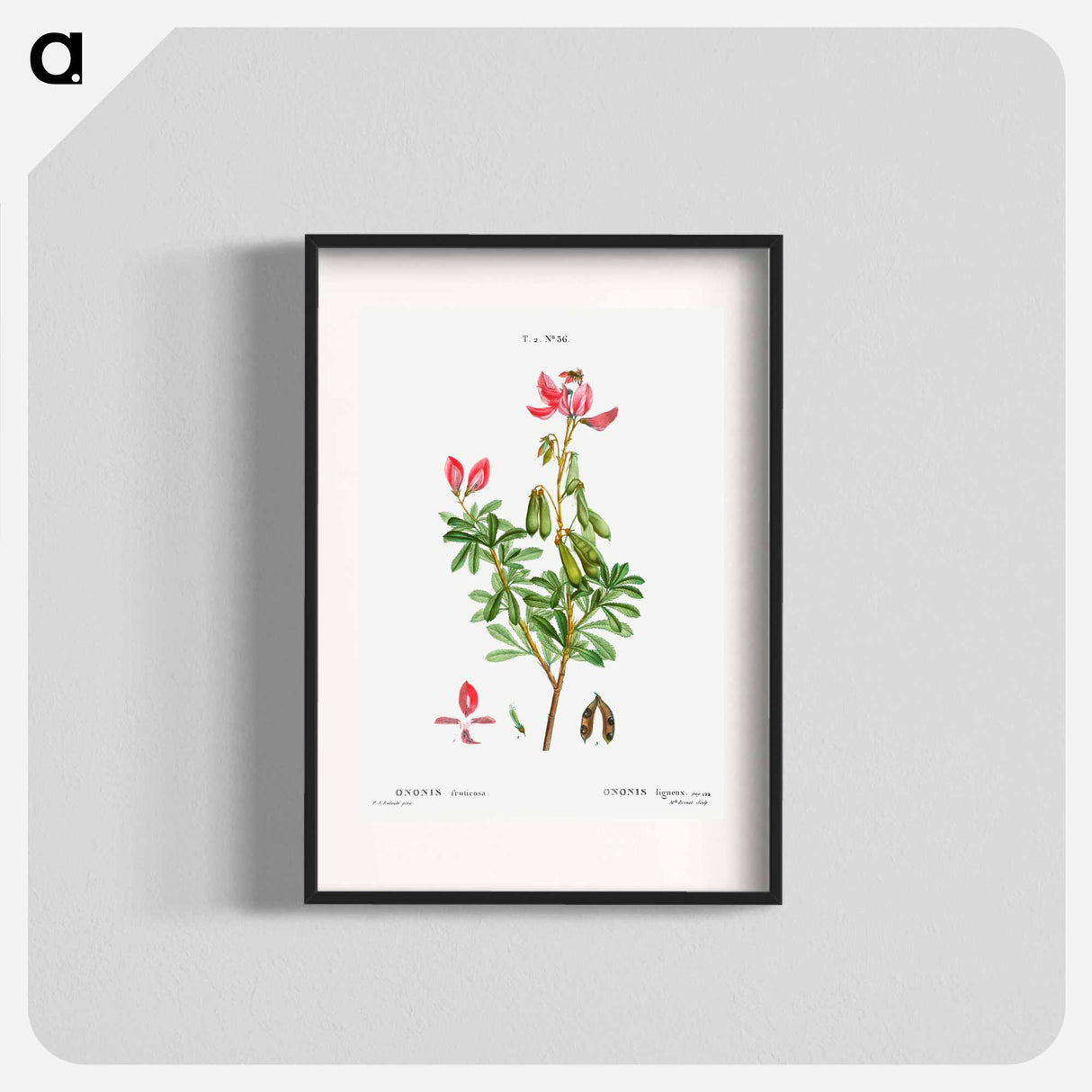 Ononis fruticosa - Pierre-Joseph Redouté Poster.