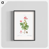 Ononis fruticosa - Pierre-Joseph Redouté Poster.