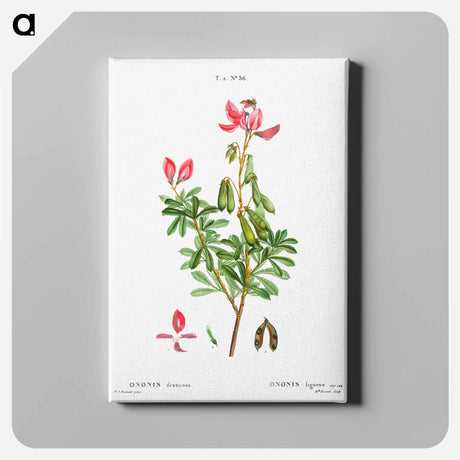 アートパネル-Ononis fruticosa - ピエール ジョゼフ ルドゥーテ Canvas.