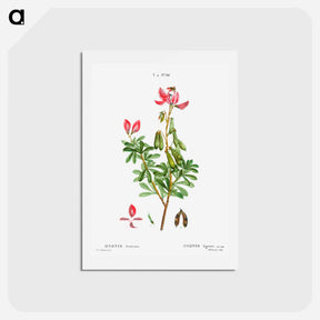 アートポストカード-Ononis fruticosa - ピエール ジョゼフ ルドゥーテ Postcard.