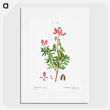 Ononis fruticosa - Pierre-Joseph Redouté Poster.
