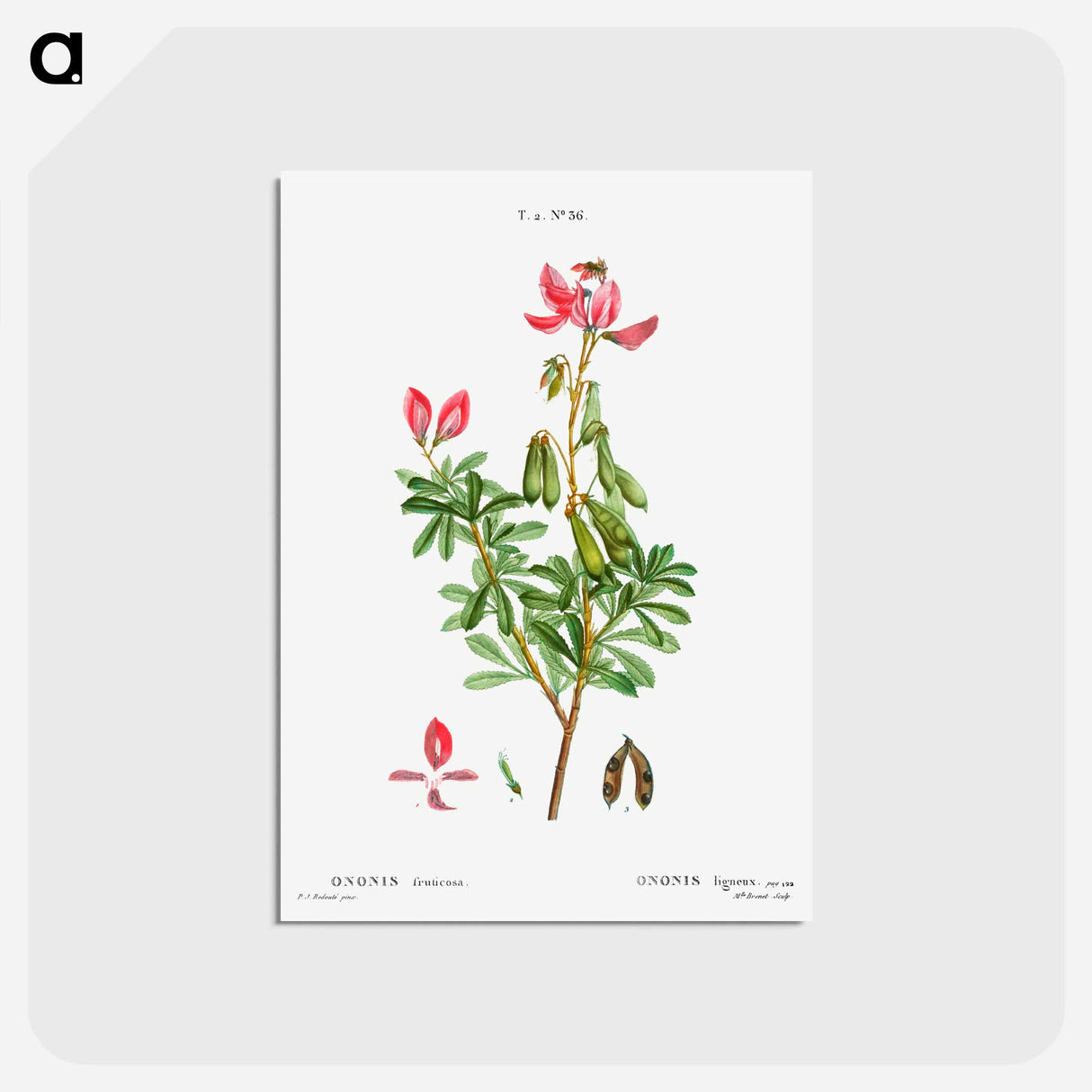 アートポストカード-Ononis fruticosa - ピエール ジョゼフ ルドゥーテ Postcard.