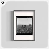 Untitled photo, possibly related to: Gang of Filipino boys thinning lettuce. Salinas Valley, California - Dorothea Lange Poster.