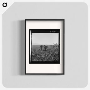 アートポスター-Untitled photo, possibly related to: Gang of Filipino boys thinning lettuce. Salinas Valley, California - ドロテア ラング Poster.