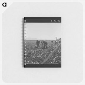 アートメモ帳-Untitled photo, possibly related to: Gang of Filipino boys thinning lettuce. Salinas Valley, California - ドロテア ラング Memo.