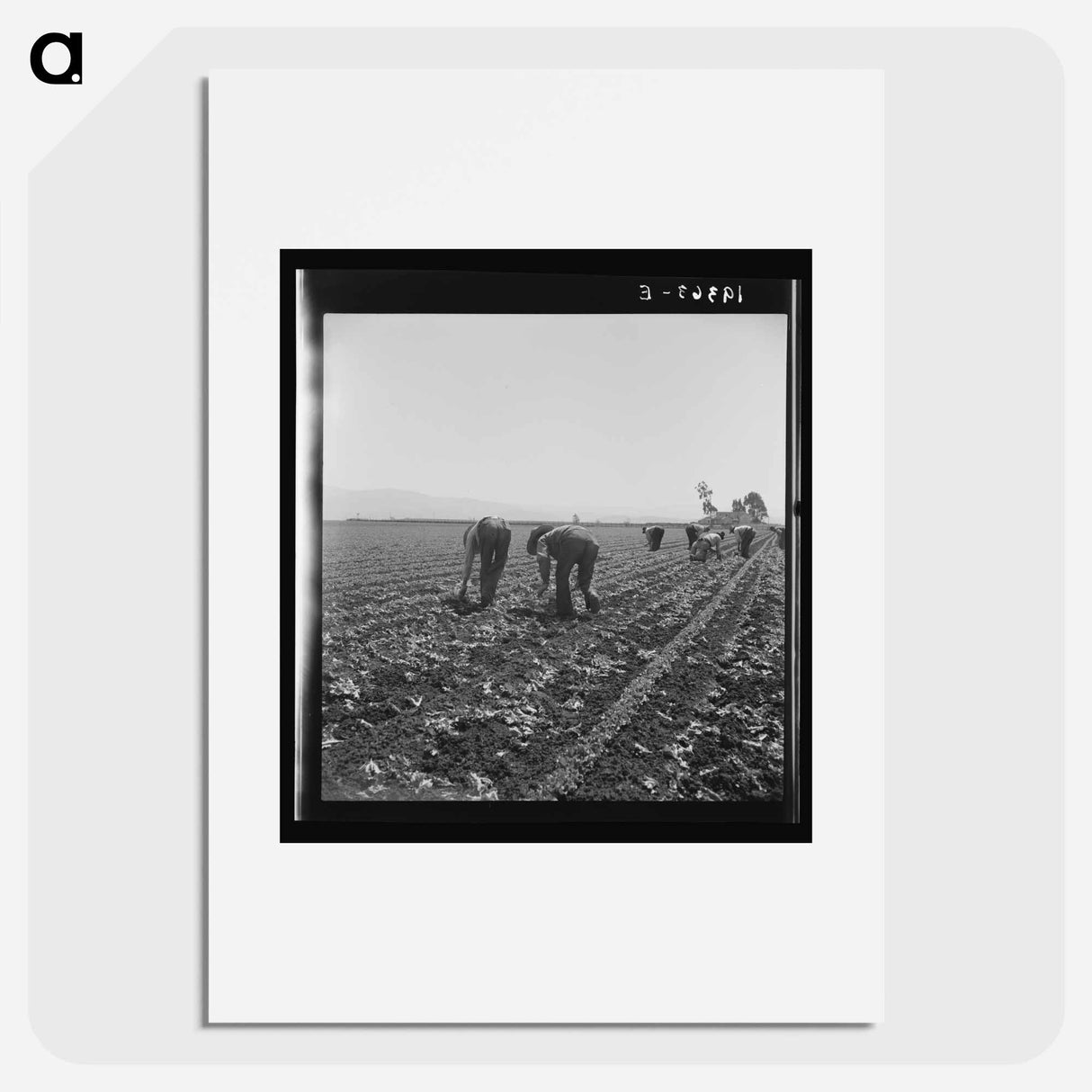 Untitled photo, possibly related to: Gang of Filipino boys thinning lettuce. Salinas Valley, California - ドロテア ラング Poster.